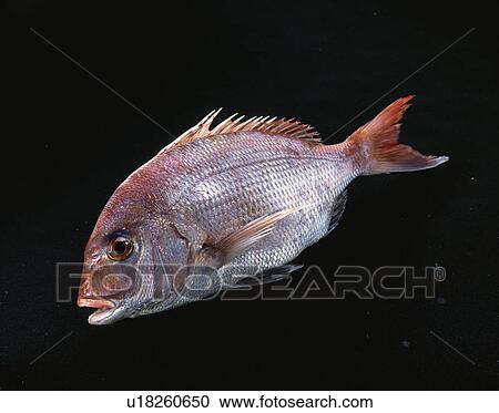 Stock Image - Red Sea Bream. Fotosearch