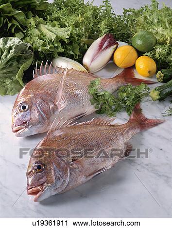 Red Sea Bream View Large Photo Image Stock Image - Red Sea Bream. Fotosearch