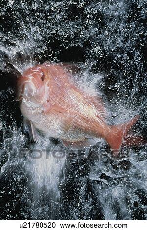 Stock Image - Red Sea Bream. Fotosearch