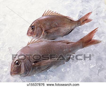 Red Sea Bream View Large Photo Image Stock Photograph - Red Sea Bream. Fotosearch
