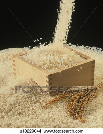 Rice View Large Photo Image Picture - Rice. Fotosearch