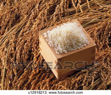 Rice View Large Photo Image Stock Image - Rice. Fotosearch