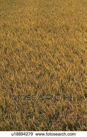 Rice View Large Photo Image Stock Photo - Rice. Fotosearch