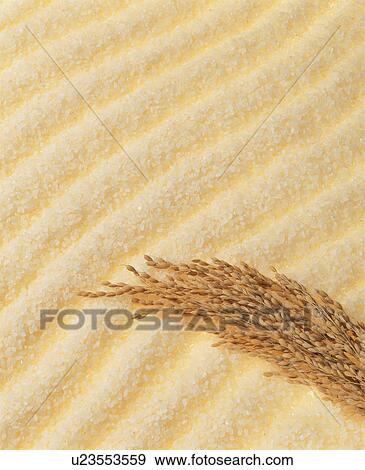 Rice View Large Photo Image Stock Photo - Rice. Fotosearch