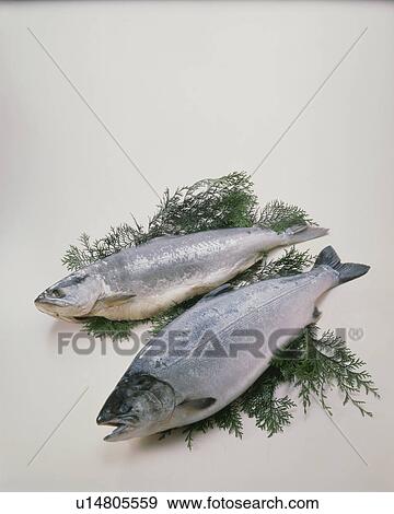 Salmon View Large Photo Image Stock Photo - Salmon. Fotosearch