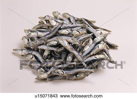 Sardine, Dried Sardine View Large Photo Image Stock Image - Sardine, Dried Sardine. Fotosearch