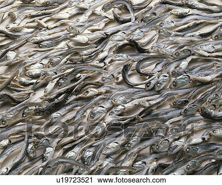Sardine, Dried Sardine View Large Photo Image Stock Image - Sardine, Dried Sardine. Fotosearch