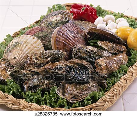 Scallop, Oyster View Large Photo Image Stock Photography - Scallop, Oyster. Fotosearch