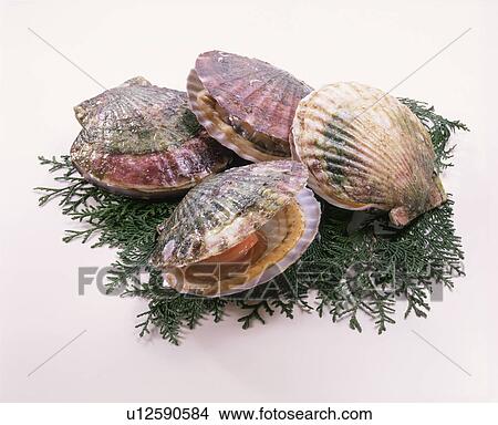 Scallop View Large Photo Image Picture - Scallop. Fotosearch