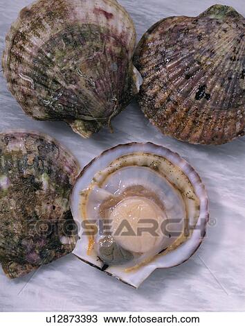 Scallop View Large Photo Image Stock Image - Scallop. Fotosearch