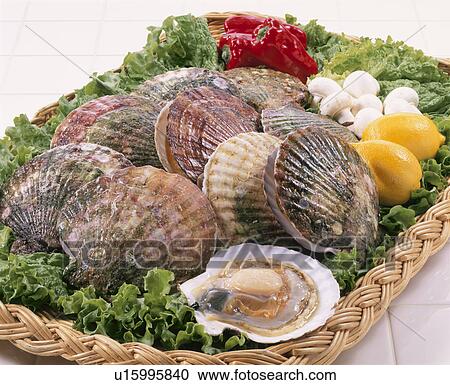 Scallop View Large Photo Image Stock Image - Scallop. Fotosearch
