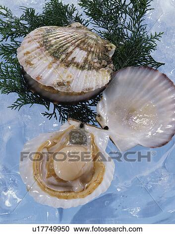 Stock Image - Scallop. Fotosearch