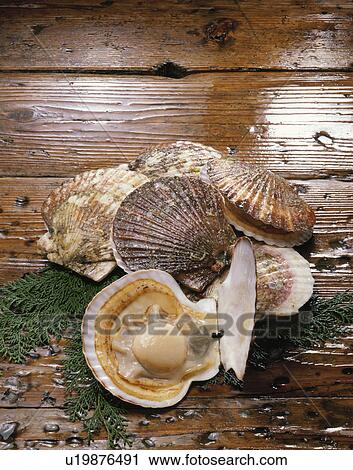 Scallop View Large Photo Image Stock Image - Scallop. Fotosearch