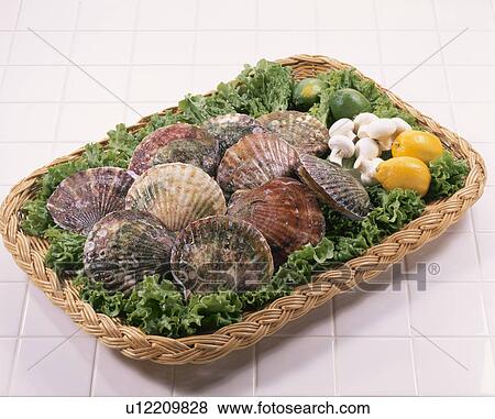 Scallop View Large Photo Image Stock Photo - Scallop. Fotosearch