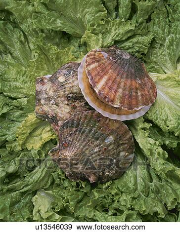 Stock Photo - Scallop. Fotosearch