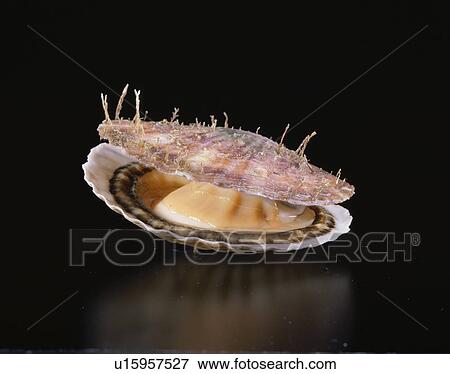 Stock Photo - Scallop. Fotosearch