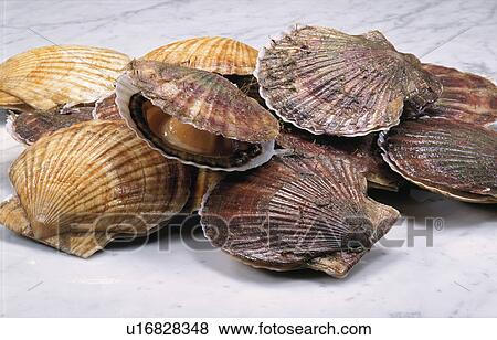 Scallop View Large Photo Image Stock Photo - Scallop. Fotosearch
