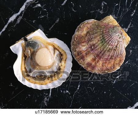 Stock Photo - Scallop. Fotosearch
