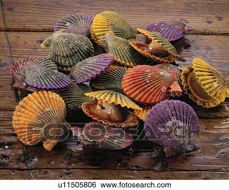 Scallop View Large Photo Image Stock Photograph - Scallop. Fotosearch