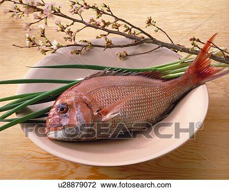 Sea Bream View Large Photo Image Stock Image - Sea Bream. Fotosearch