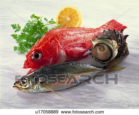 Sea Food Set View Large Photo Image Stock Photo - Sea Food Set. Fotosearch