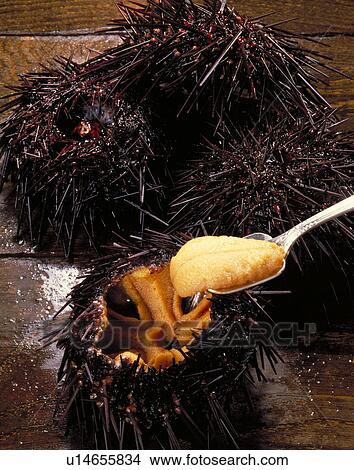 Picture - Sea Urchin. Fotosearch