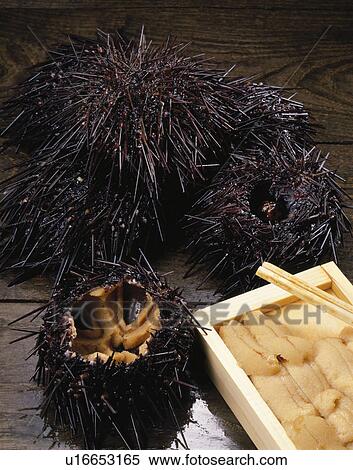 Sea Urchin View Large Photo Image Stock Photography - Sea Urchin. Fotosearch