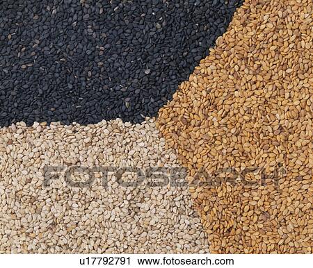 Sesame View Large Photo Image Stock Image - Sesame. Fotosearch