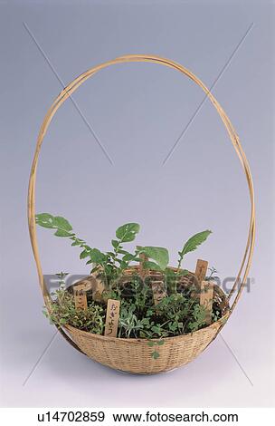 Seven Spring Herbs View Large Photo Image Stock Photo - Seven Spring Herbs. Fotosearch