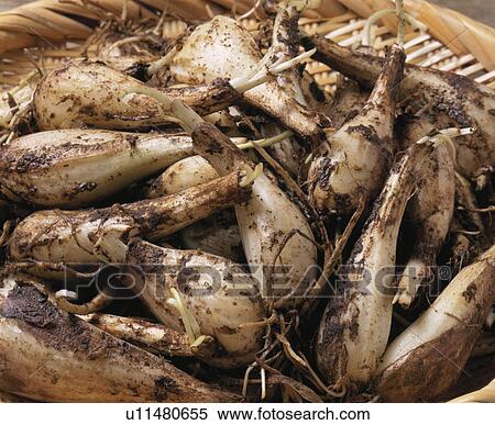 Shallots View Large Photo Image Stock Photography - Shallots. Fotosearch