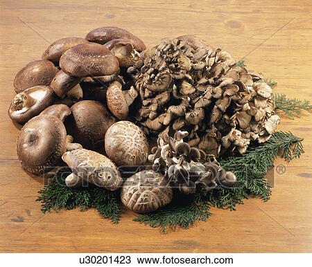 Shiitake Mushroom View Large Photo Image Stock Image - Shiitake Mushroom. Fotosearch