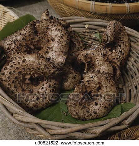 Shiitake Mushroom View Large Photo Image Stock Image - Shiitake Mushroom. Fotosearch