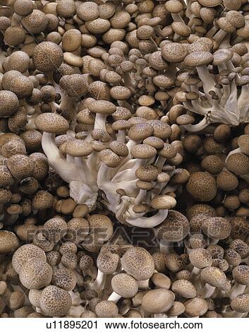 Stock Image - Shimeji Mushroom. Fotosearch