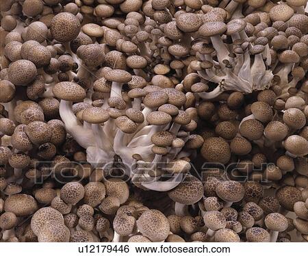 Stock Photograph - Shimeji Mushroom. Fotosearch