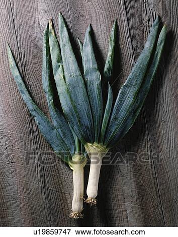 Shimonita Welsh Onion, Welsh Onion View Large Photo Image Stock Photo - Shimonita Welsh Onion, Welsh Onion. Fotosearch