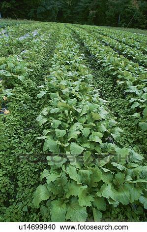 Stock Image - Shogoin Turnip, Field. Fotosearch