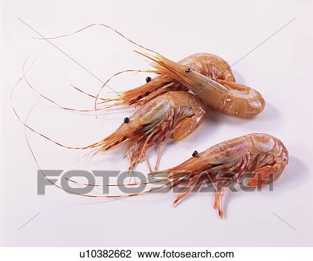Stock Image - Shrimp. Fotosearch