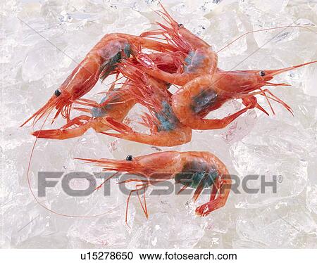 Stock Image - Small Shrimp, Northern-Countries Red Shrimp,. Fotosearch