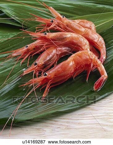 Stock Photo - Small Shrimp. Fotosearch