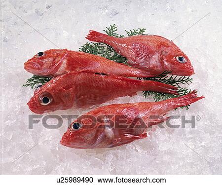 Snapper View Large Photo Image Stock Image - Snapper. Fotosearch