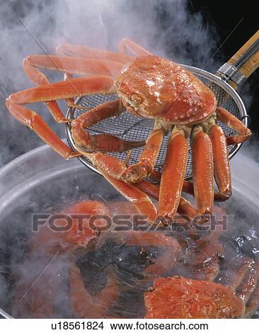 Snow Crab View Large Photo Image Picture - Snow Crab. Fotosearch