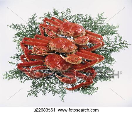 Stock Image - Snow Crab. Fotosearch