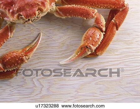 Stock Photo - Snow Crab. Fotosearch