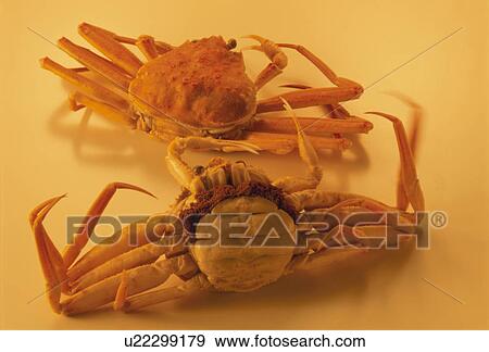 Stock Photo - Snow Crab. Fotosearch