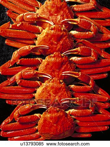Stock Photography - Snow Crab. Fotosearch