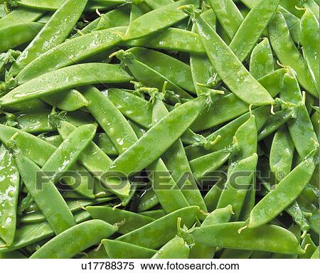 Snow Peas View Large Photo Image Stock Photography - Snow Peas. Fotosearch