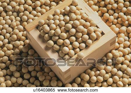 Soybean View Large Photo Image Stock Photography - Soybean. Fotosearch