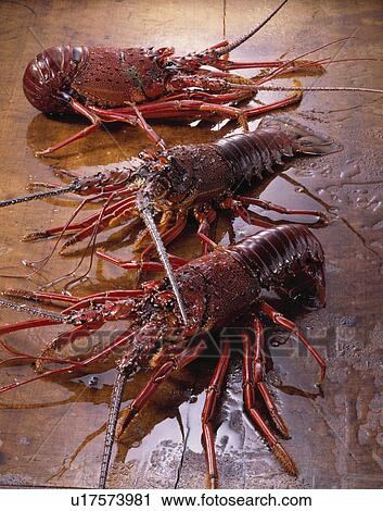 Stock Image - Spiny Lobster. Fotosearch