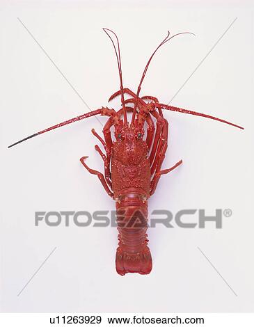 Spiny Lobster View Large Photo Image Stock Photo - Spiny Lobster. Fotosearch