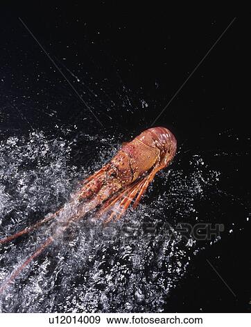 Stock Photo - Spiny Lobster. Fotosearch